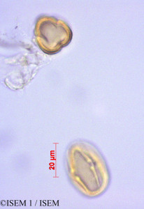 ISEM 1/Ottoa_oenanthoides_29047/Ottoa_oenanthoides_29047_0001(copy)_thumb.jpg
